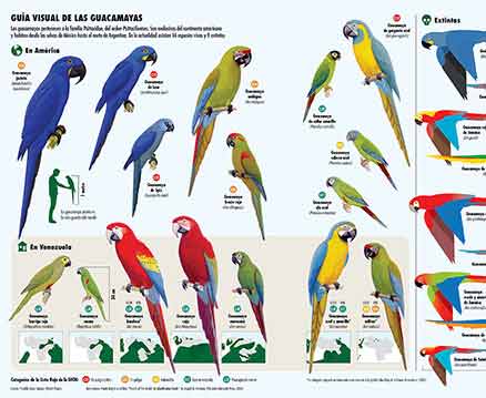 Guacamayas