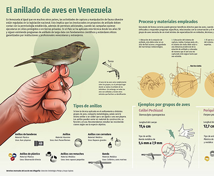 El Anillado de Aves en Venezuela